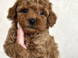 Toy Poodle Bebekleri̇mi̇z