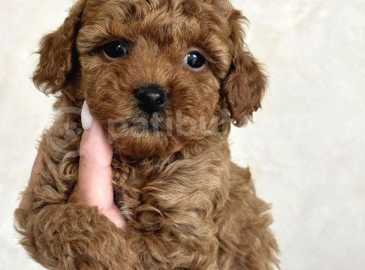 Toy Poodle Bebekleri̇mi̇z görsel