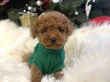 IRK GARANTİLİ TOY POODLE