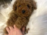 Irk Garanti̇li̇ Toy Poodle