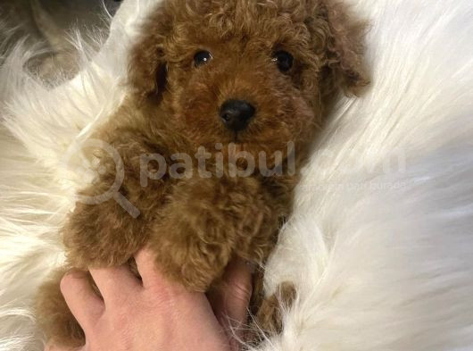 Irk Garanti̇li̇ Toy Poodle görsel