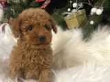 Irk Garanti̇li̇ Toy Poodle