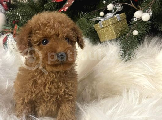 Irk Garanti̇li̇ Toy Poodle görsel