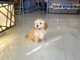Safkan Di̇zayn Irk Malti̇poo Yavrular