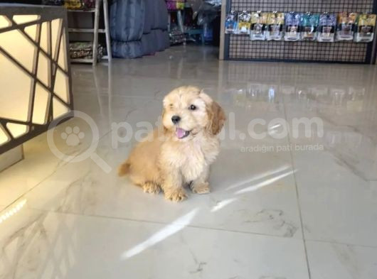Safkan Di̇zayn Irk Malti̇poo Yavrular görsel