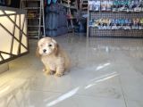Safkan Di̇zayn Irk Malti̇poo Yavrular