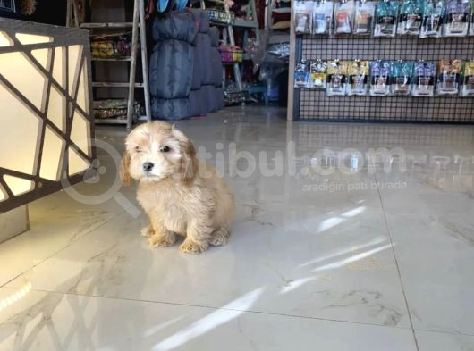 Safkan Di̇zayn Irk Malti̇poo Yavrular görsel