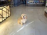 SAFKAN DİZAYN IRK MALTİPOO YAVRULAR
