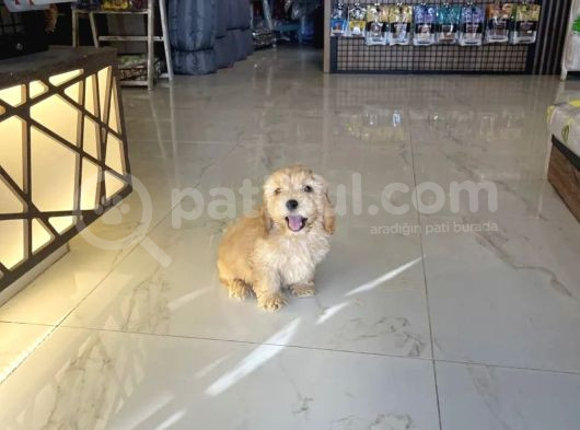 Safkan Di̇zayn Irk Malti̇poo Yavrular