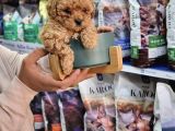SAFKAN APRİCOT TOY POODLE YAVRULARI