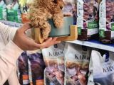 Safkan Apri̇cot Toy Poodle Yavrulari