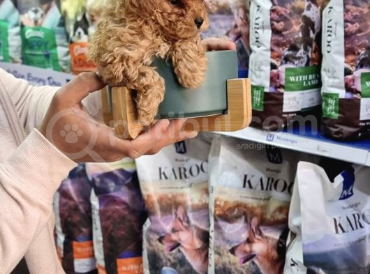 Safkan Apri̇cot Toy Poodle Yavrulari görsel