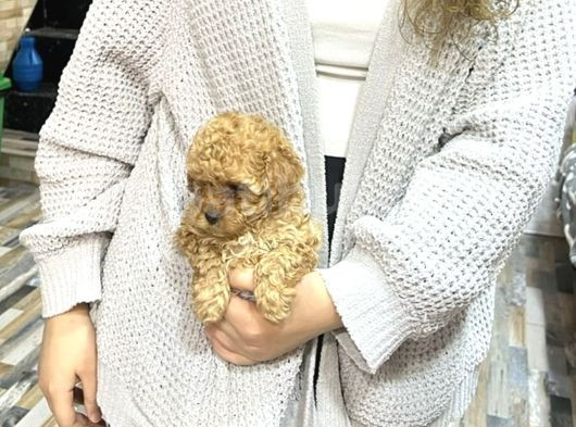 Safkan Apri̇cot Toy Poodle Yavrulari görsel