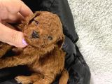 SAFKAN TOY POODLE YAVRULAR
