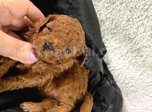 Safkan Toy Poodle Yavrular