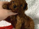 Safkan Toy Poodle Yavrular