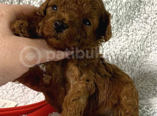 Safkan Toy Poodle Yavrular görsel