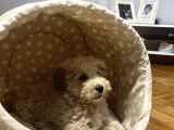 Aileden Yavru Toy Poodle