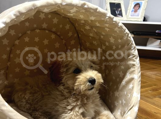 Aileden Yavru Toy Poodle görsel