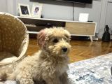 Aileden Yavru Toy Poodle