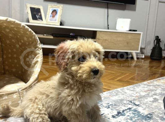 Aileden Yavru Toy Poodle görsel