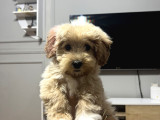 Aileden yavru toy poodle