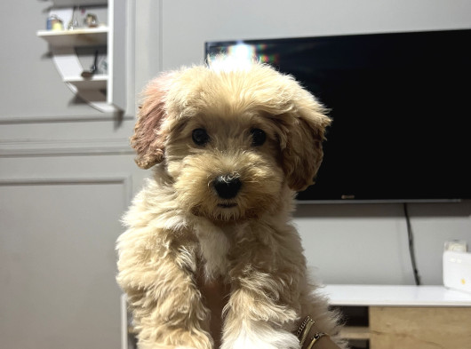 Aileden Yavru Toy Poodle