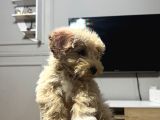 Aileden Yavru Toy Poodle