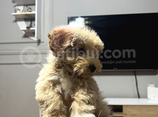 Aileden Yavru Toy Poodle görsel