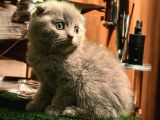 Show Class Scottish fold Yavrumuz