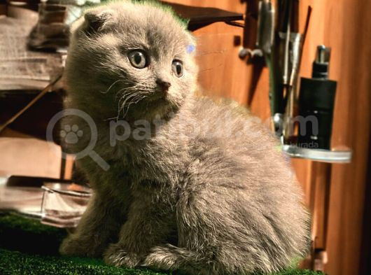 Show Class Scottish Fold Yavrumuz