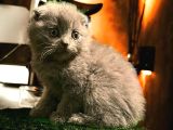 Show Class Scottish Fold Yavrumuz