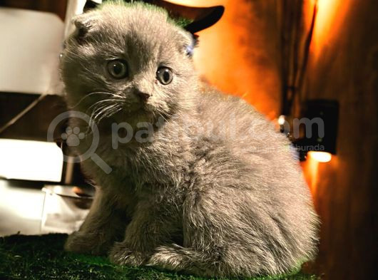 Show Class Scottish Fold Yavrumuz görsel