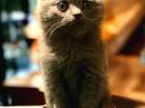 Show Class Scottish Fold Yavrumuz