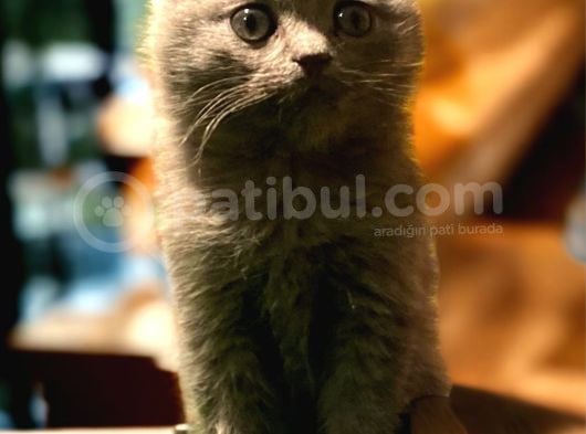 Show Class Scottish Fold Yavrumuz görsel