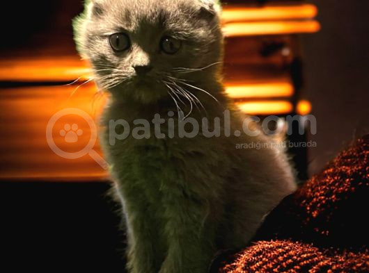 Show Class Scottish Fold Yavrumuz görsel