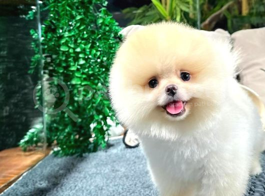 Üst Kalite Pomeranian Boo Yavrularımız görsel