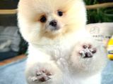 Üst kalite Pomeranian Boo yavrularımız