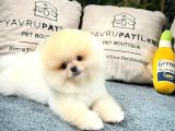 Üst Kalite Pomeranian Boo Yavrularımız