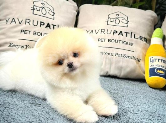 Üst Kalite Pomeranian Boo Yavrularımız görsel