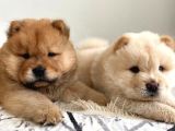 ChowChow Yavrular