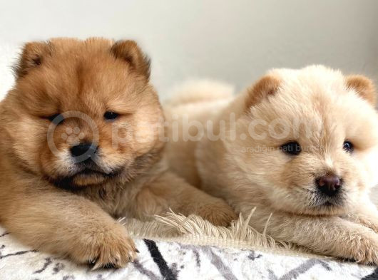 Chowchow Yavrular