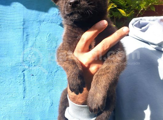 Belçika Kurdu Yavruları görsel