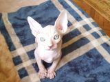 Sfenks Yavruları