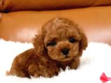 TOOY POODLE YAVRUMUZ 0 TEACUP 