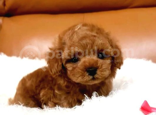 Tooy Poodle Yavrumuz 0 Teacup 