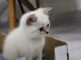 55 Günlük British Shorthair