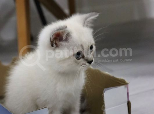 55 Günlük British Shorthair görsel