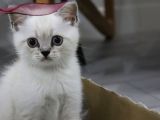 55 günlük british shorthair