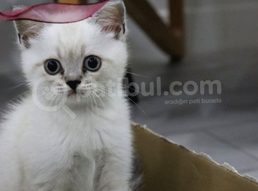 55 Günlük British Shorthair